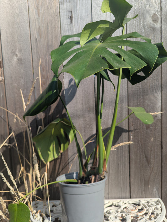 Monstera deliciosa (Swiss Cheese plant)