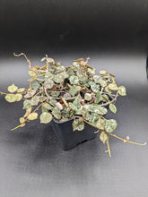 Load image into Gallery viewer, Hoya curtisii, 4-Inch, Exact Plant!
