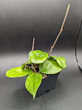 Load image into Gallery viewer, Hoya fungii, 4-Inch, Exact Plant!
