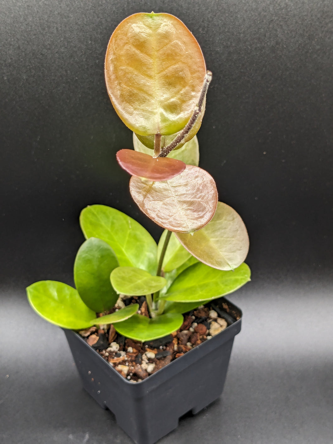 Hoya australis, 4-Inch, Exact Plant!