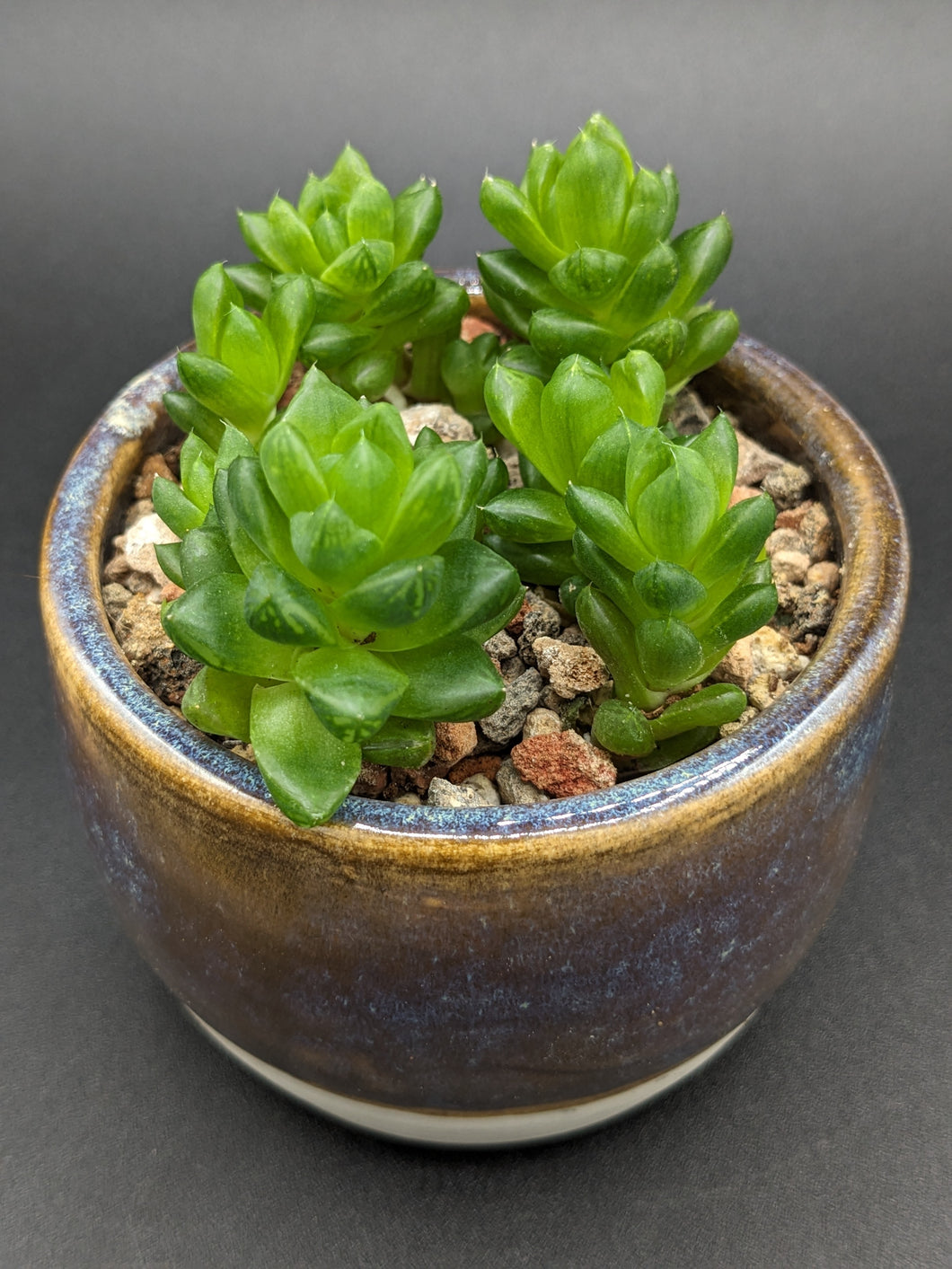 Haworthia cooperi in Handmade Ceramic Planter, Exact Plant!