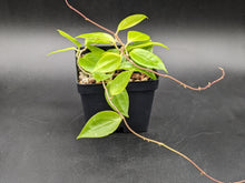 Load image into Gallery viewer, Hoya nicholsoniae (fka limoniaca), 2-Inch, Exact Plant!
