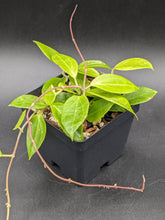 Load image into Gallery viewer, Hoya nicholsoniae (fka limoniaca), 2-Inch, Exact Plant!
