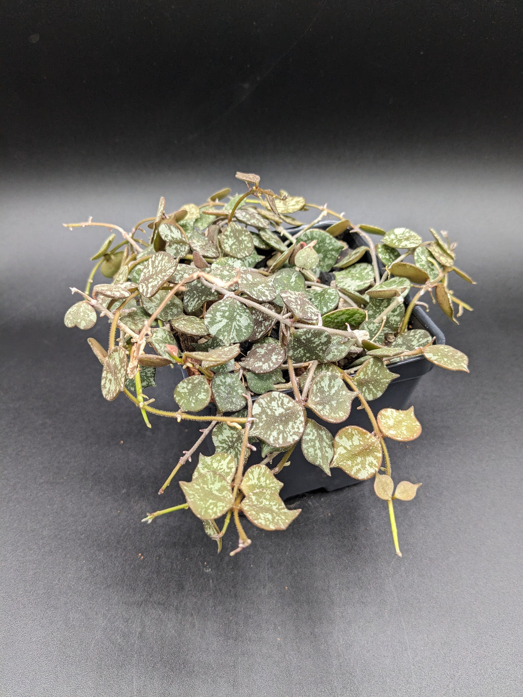 Hoya curtisii, 4-Inch, Exact Plant!