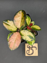 Load image into Gallery viewer, Hoya australis tricolor, 4-Inch, Pick Your Exact Plant!
