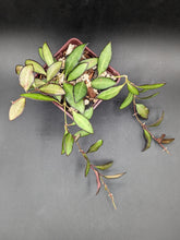 Load image into Gallery viewer, Hoya &#39;Rosita&#39;, 4-Inch, Exact Plant!
