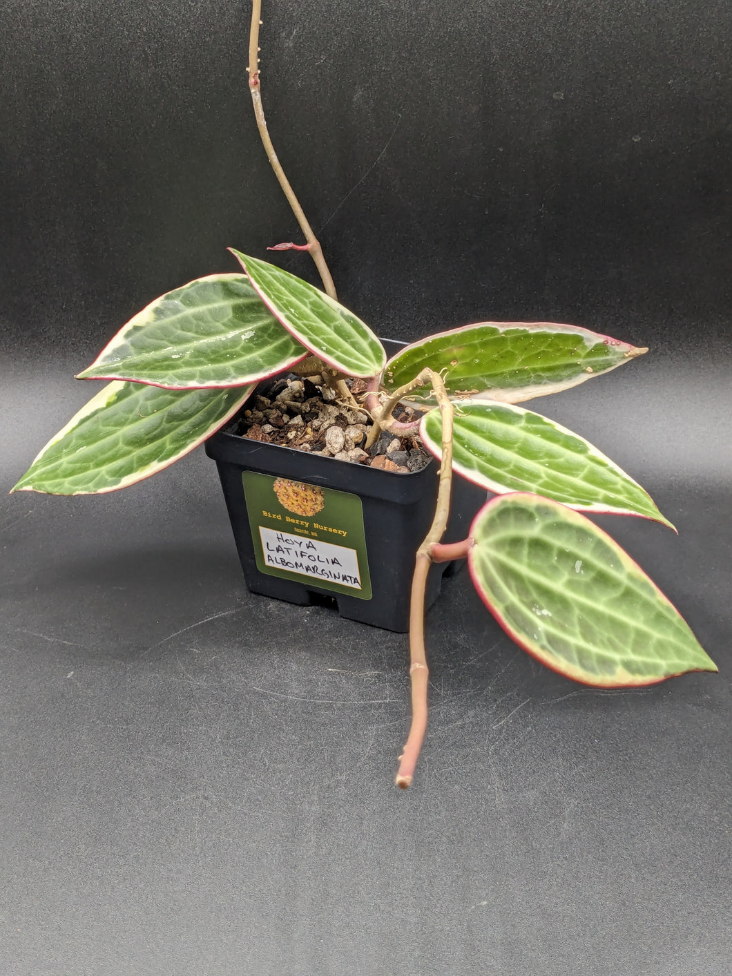 Hoya latifolia albomarginata, 4-Inch, Exact Plant!