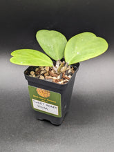 Load image into Gallery viewer, Hoya kerrii, 2-Inch, Exact Plant!
