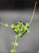 Load image into Gallery viewer, Hoya &#39;Mathilde&#39;, 4-Inch, Exact Plant!
