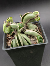 Load image into Gallery viewer, Variegated Hindu Rope Hoya, 4-Inch, Exact Plant!
