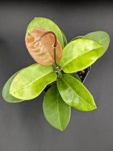 Load image into Gallery viewer, Hoya skinneriana, aka Hoya &#39;Dee&#39;s Big One&#39;, Exact Plant!
