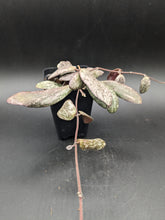 Load image into Gallery viewer, Hoya sigillatis, 2-Inch, Exact Plant!
