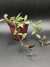 Load image into Gallery viewer, Hoya &#39;Rosita&#39;, 4-Inch, Exact Plant!
