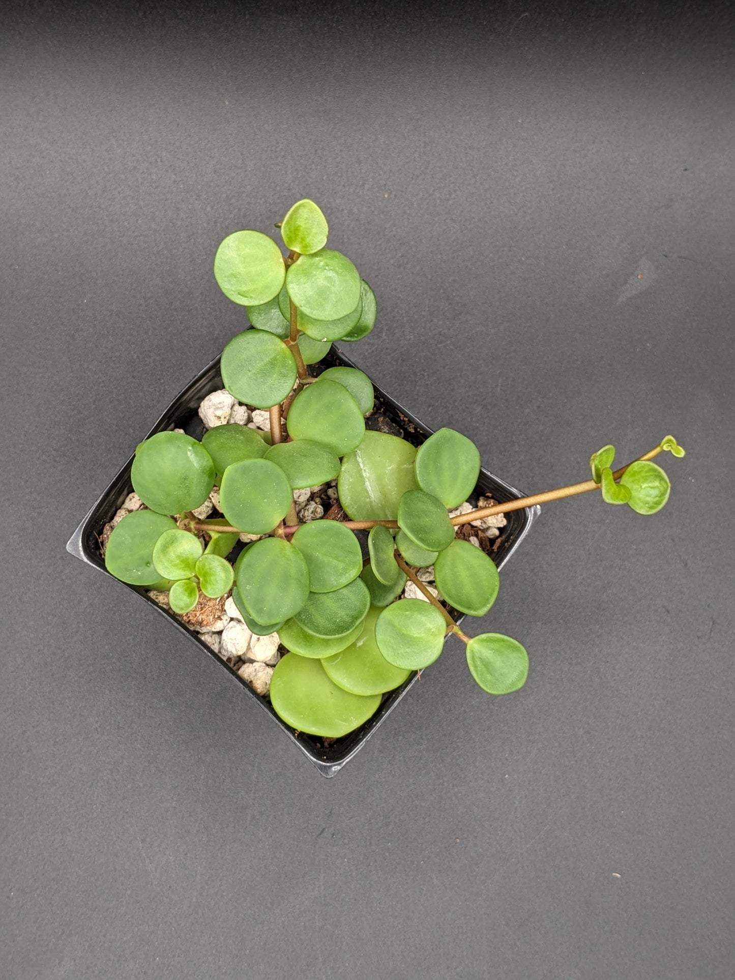 Peperomia 'Hope', 4-Inch, Exact Plant!