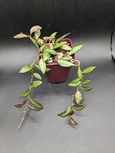 Load image into Gallery viewer, Hoya &#39;Rosita&#39;, 4-Inch, Exact Plant!
