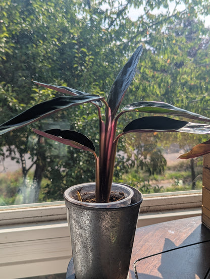 Stromanthe sanguinea (Stromanthe thalia)