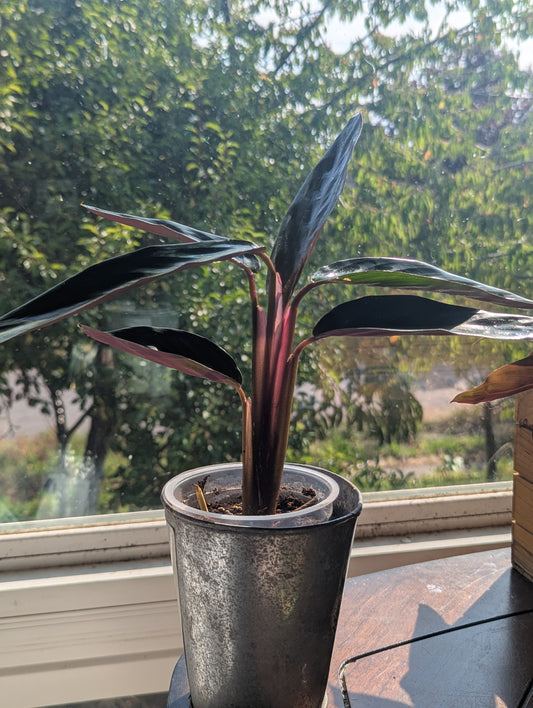 Stromanthe sanguinea (Stromanthe thalia)