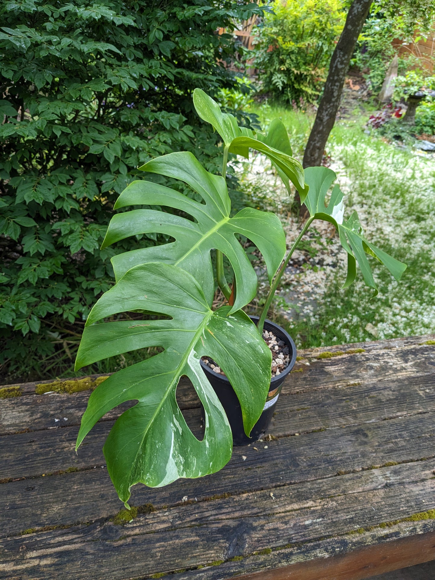 Monstera deliciosa albo, Exact Pant!