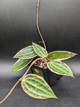 Load image into Gallery viewer, Hoya latifolia albomarginata, 4-Inch, Exact Plant!
