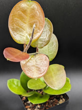 Load image into Gallery viewer, Hoya australis, 4-Inch, Exact Plant!
