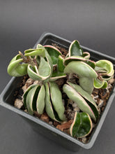 Load image into Gallery viewer, Variegated Hindu Rope Hoya, 4-Inch, Exact Plant!
