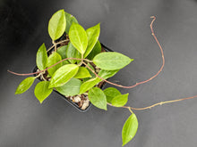 Load image into Gallery viewer, Hoya nicholsoniae (fka limoniaca), 2-Inch, Exact Plant!
