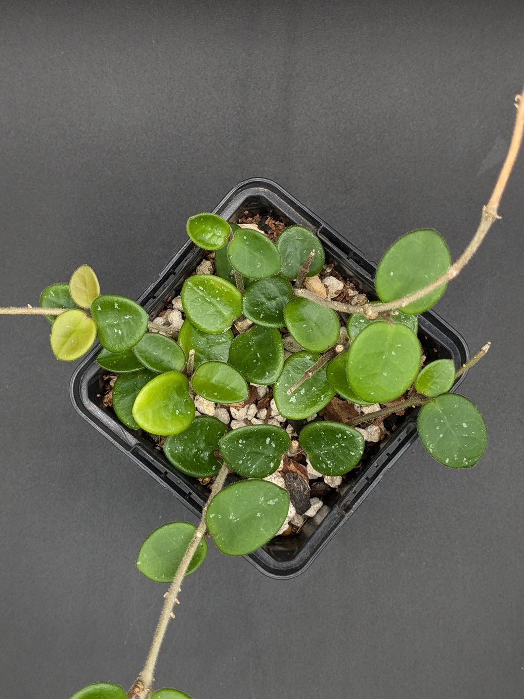 Hoya 'Mathilde', 4-Inch, Exact Plant!