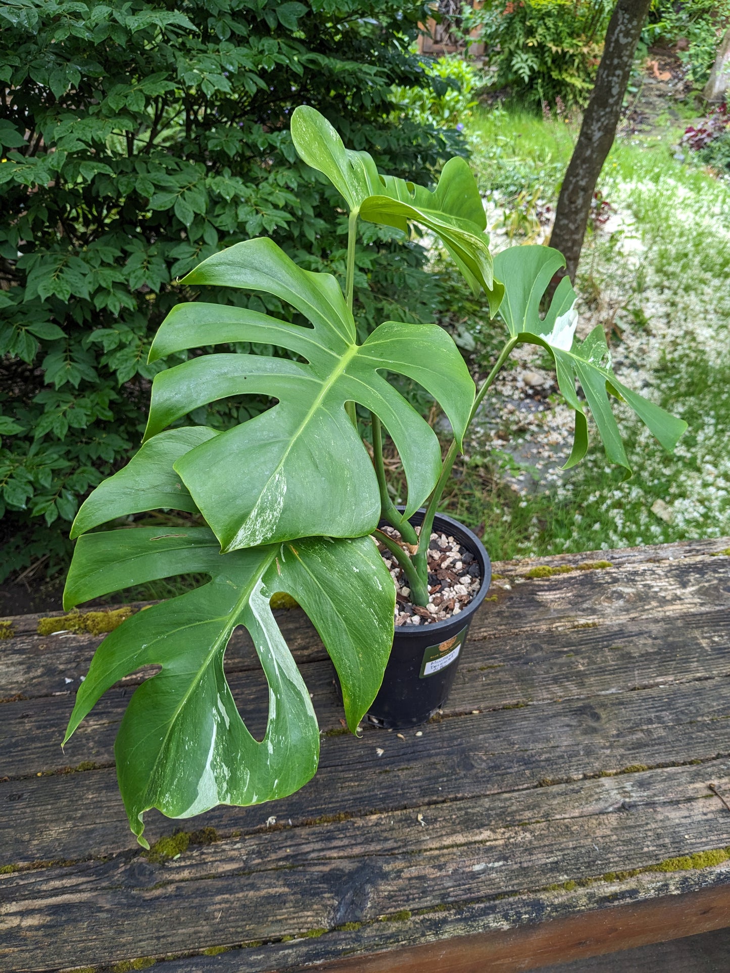 Monstera deliciosa albo, Exact Pant!