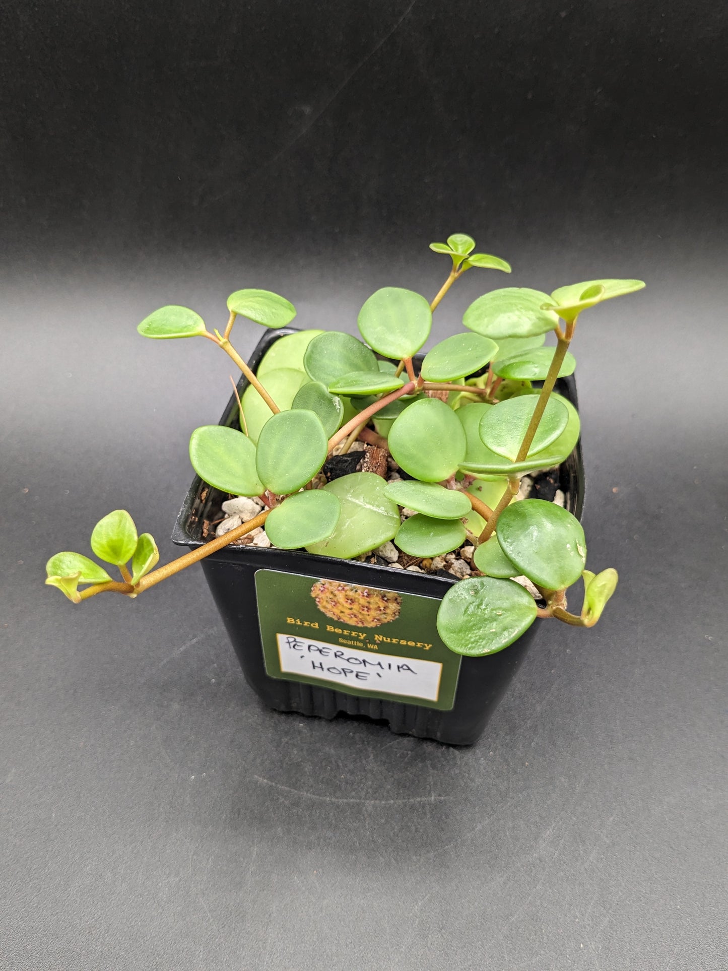 Peperomia 'Hope', 4-Inch, Exact Plant!