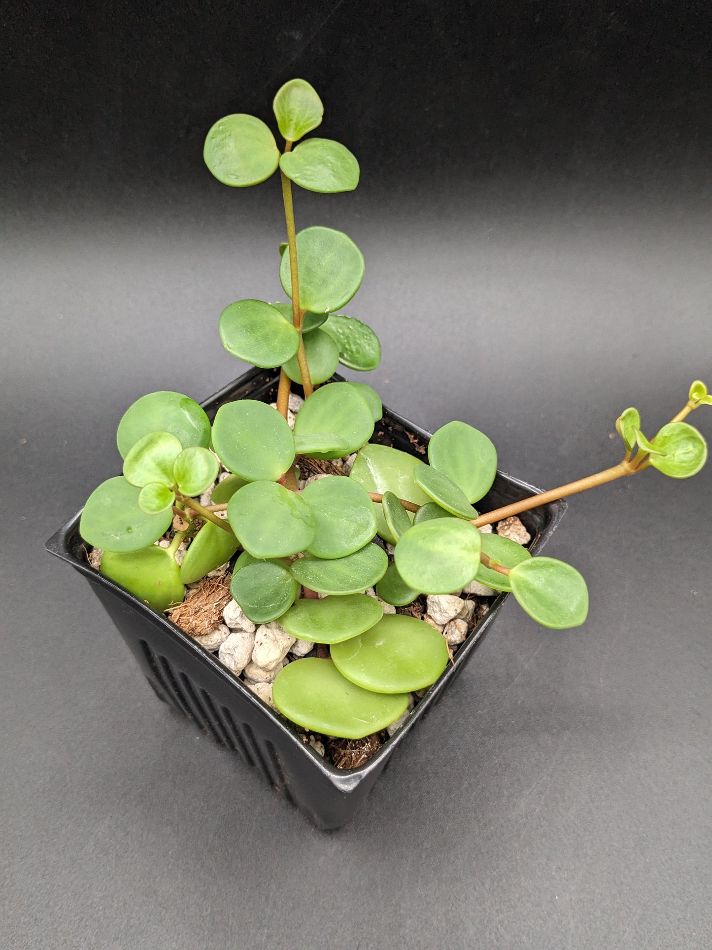 Peperomia 'Hope', 4-Inch, Exact Plant!