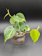 Load image into Gallery viewer, Philodendron &#39;Brasil&#39; in Handmade Ceramic Planter, Exact Plant!
