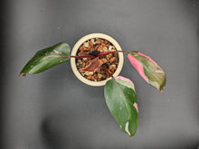 Load image into Gallery viewer, Philodendron Pink Princess in Handmade Ceramic Butterfly Planter
