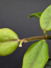 Load image into Gallery viewer, Hoya bella, 2-Inch, Exact Plant!
