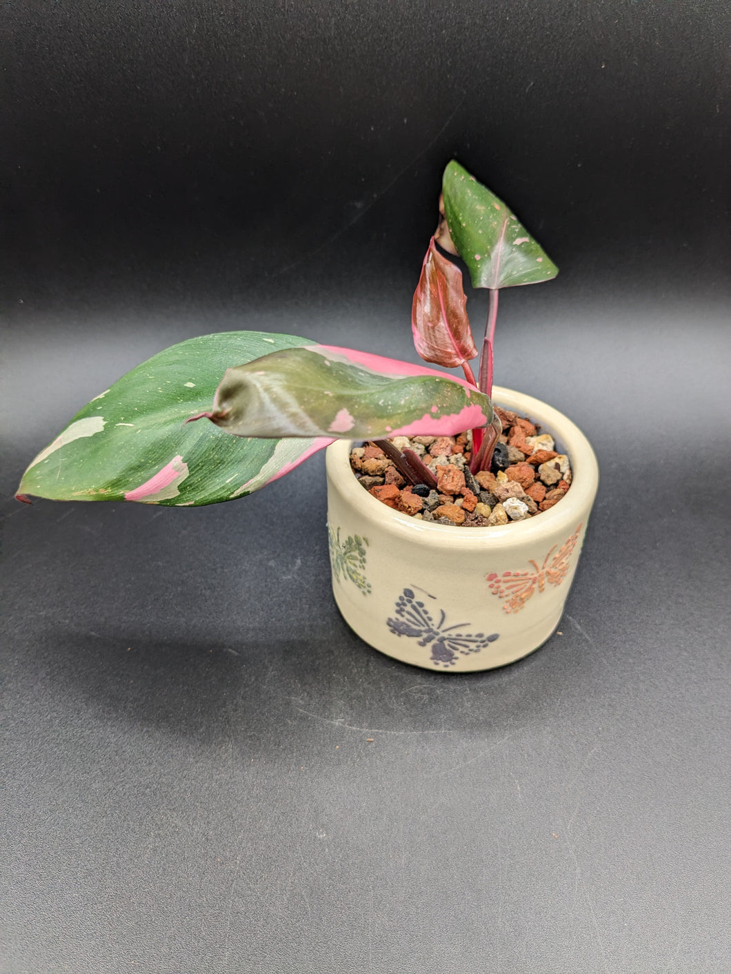 Philodendron Pink Princess in Handmade Ceramic Butterfly Planter
