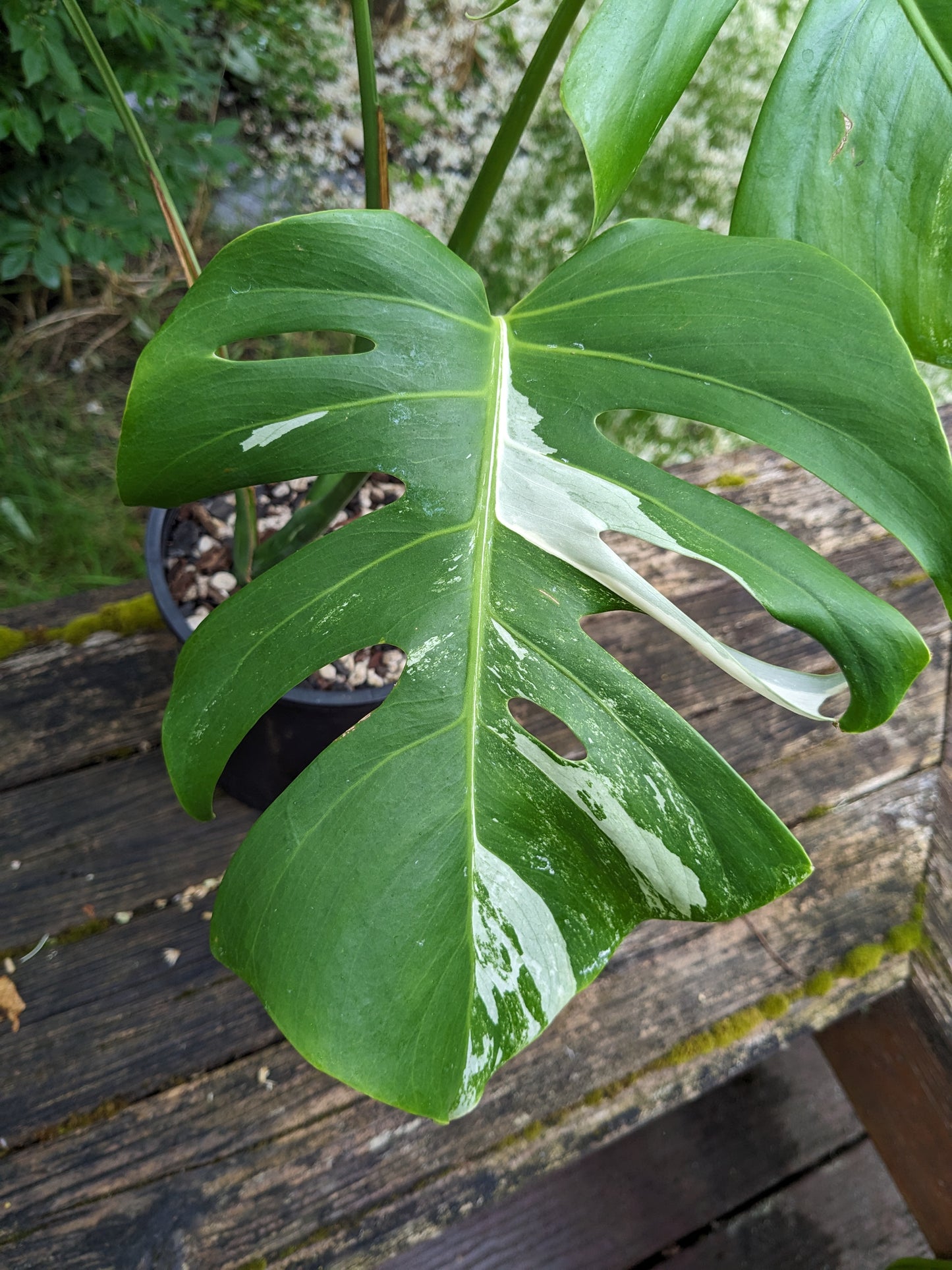 Monstera deliciosa albo, Exact Pant!