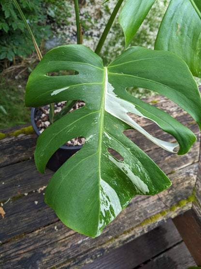 Monstera deliciosa albo, Exact Pant!