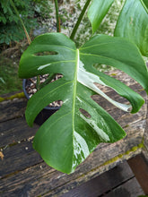 Load image into Gallery viewer, Monstera deliciosa albo, Exact Pant!
