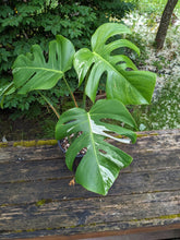 Load image into Gallery viewer, Monstera deliciosa albo, Exact Pant!
