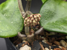 Load image into Gallery viewer, Hoya fungii, 4-Inch, Exact Plant!
