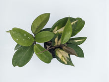 Load image into Gallery viewer, Hoya carnosa &#39;Krimson Princess&#39;, Partially Reverted
