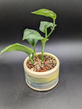 Load image into Gallery viewer, Moonlight Scindapsus in Handmade Ceramic Rainbow Planter, Exact Plant!
