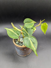 Load image into Gallery viewer, Philodendron &#39;Brasil&#39; in Handmade Ceramic Planter, Exact Plant!
