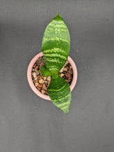 Load image into Gallery viewer, Snake Plant in Handmade Pink Ceramic Planter
