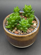 Load image into Gallery viewer, Haworthia cooperi in Handmade Ceramic Planter, Exact Plant!
