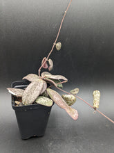 Load image into Gallery viewer, Hoya sigillatis, 2-Inch, Exact Plant!
