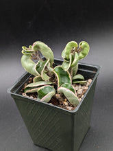 Load image into Gallery viewer, Variegated Hindu Rope Hoya, 4-Inch, Exact Plant!
