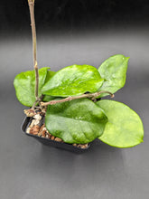 Load image into Gallery viewer, Hoya fungii, 4-Inch, Exact Plant!
