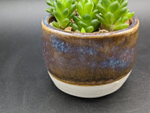 Load image into Gallery viewer, Haworthia cooperi in Handmade Ceramic Planter, Exact Plant!
