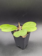 Load image into Gallery viewer, Hoya kerrii, 2-Inch, Exact Plant!
