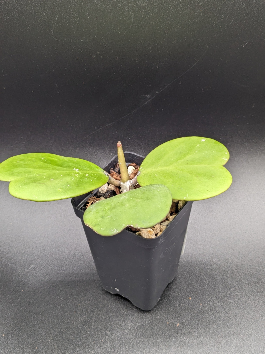Hoya kerrii, 2-Inch, Exact Plant!